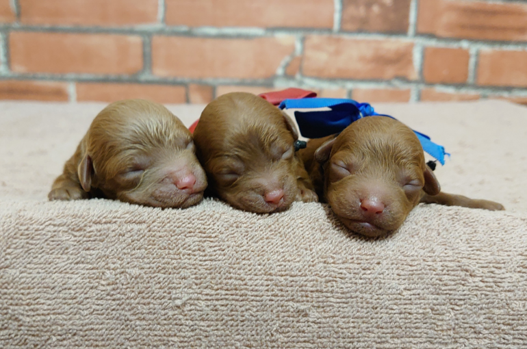 トイ･プードル