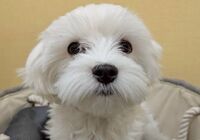 マルズー