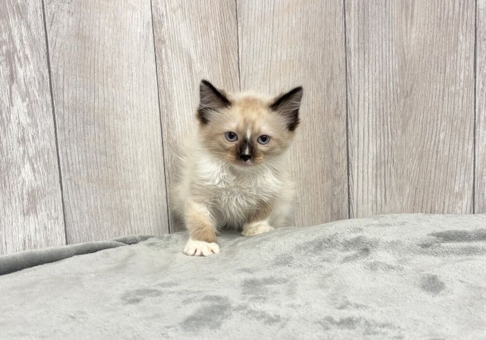 らぐ
