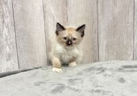 らぐ