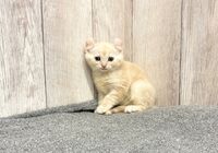 アメカール