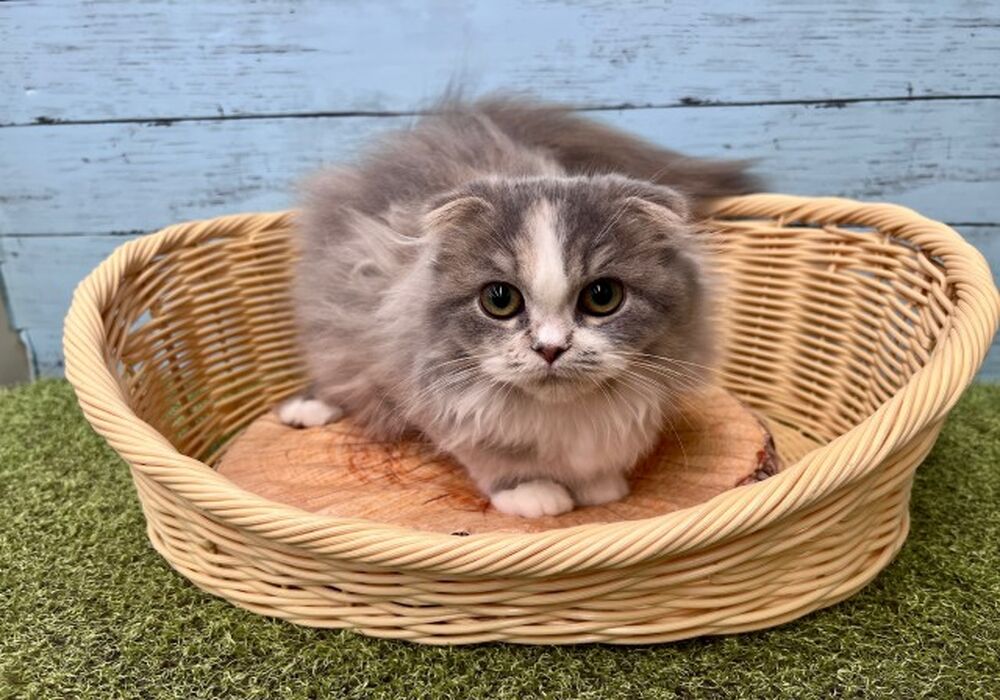 すこ