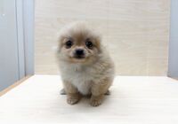 ちわぽめ