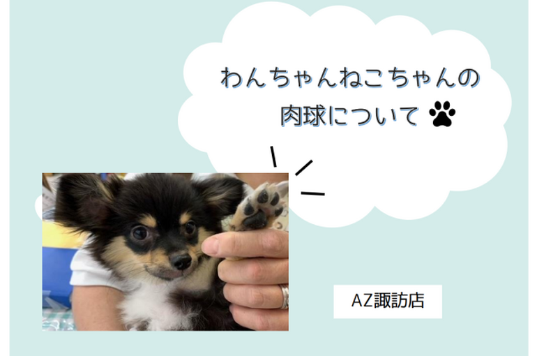 肉球