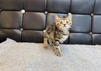 アメショ