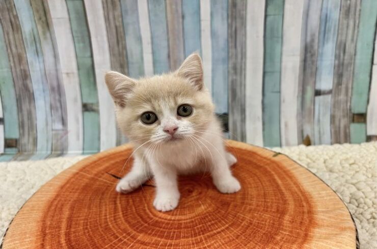 すこ