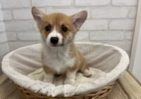王コーギー3.