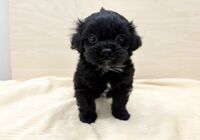 ぺきぷー♂