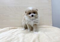 ぽめぷー