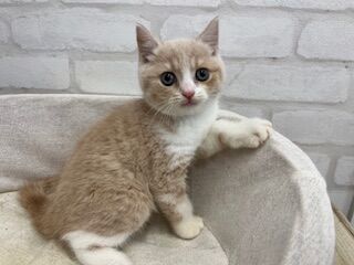 スコ