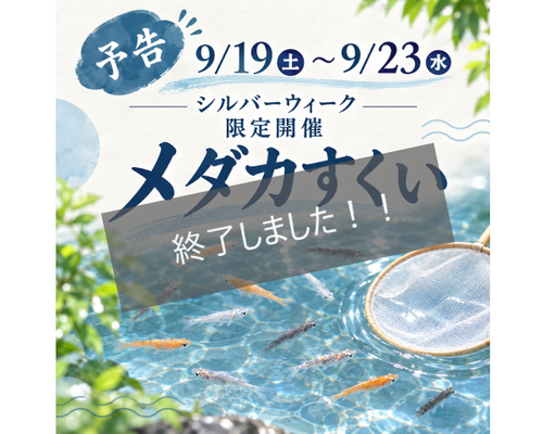 三鷹店めだかすくい終了