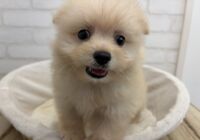 まるぽめ