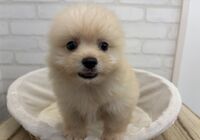 まるぽめ３