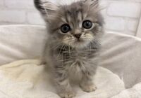すこ
