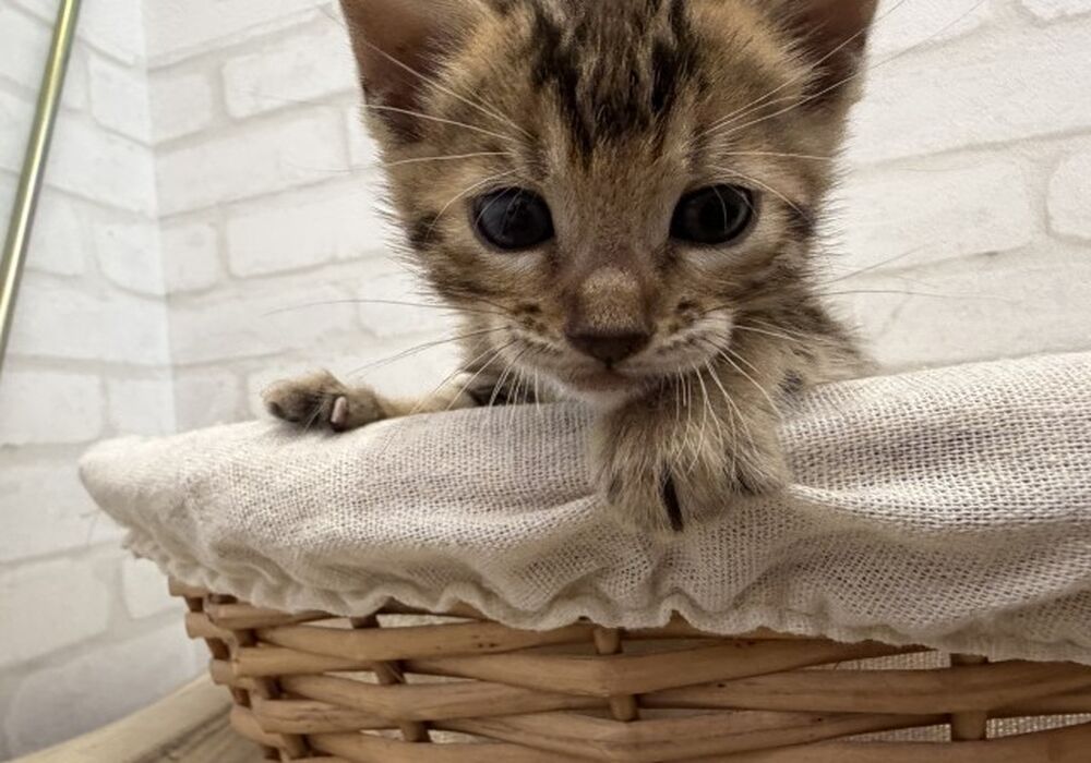 ベンガル