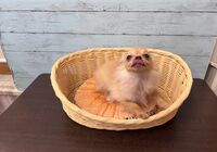 ちわぽめ２