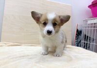 コーギー