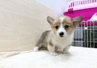 コーギー♂