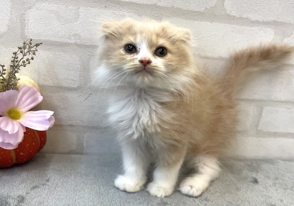 すこ