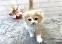 すこ2