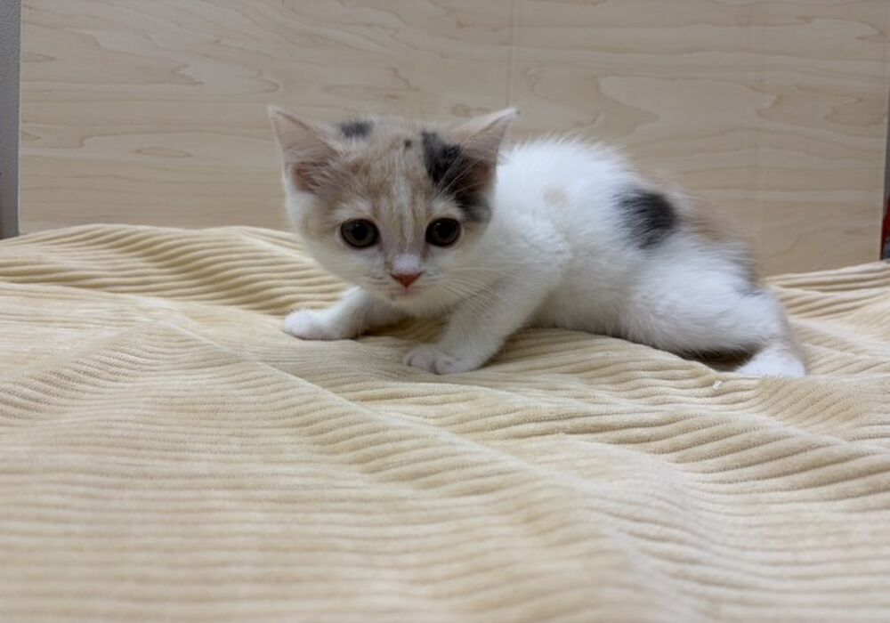 すこ