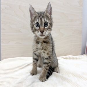 べんがる2