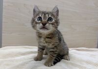 べんがる