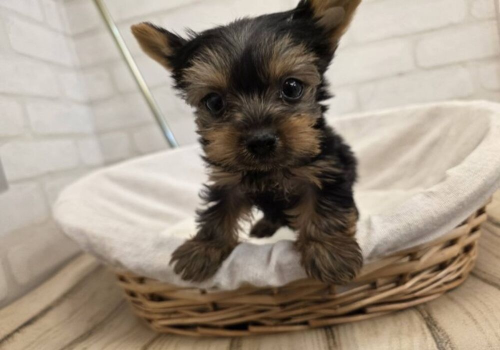 ヨーキー３