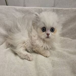 ペルシャ