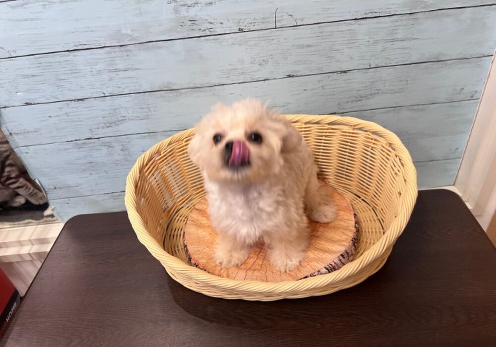 ペキぷー