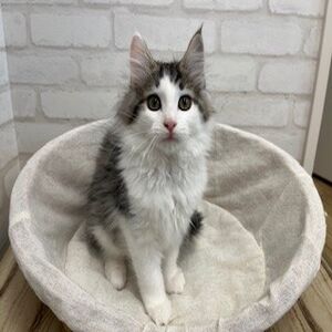 ノルウェースコ