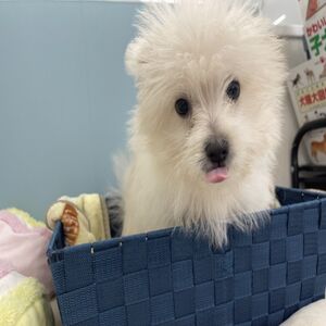 まるぽめ