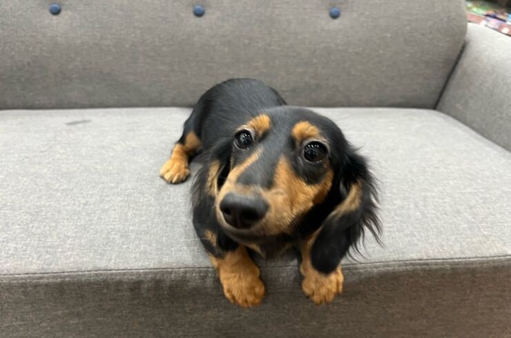 ダックス