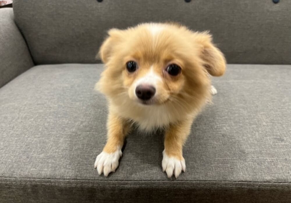 ぽめちわ