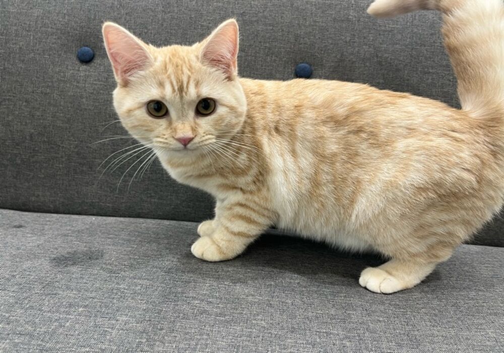 すこ２