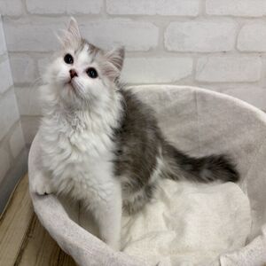 すこ
