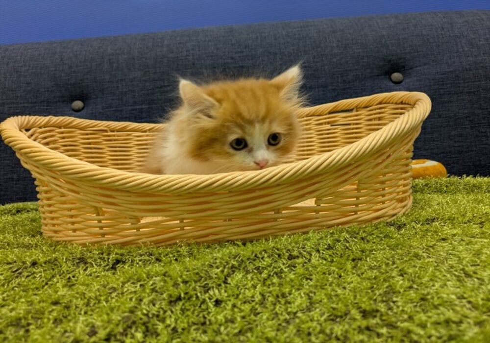 すこ