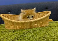 すこ