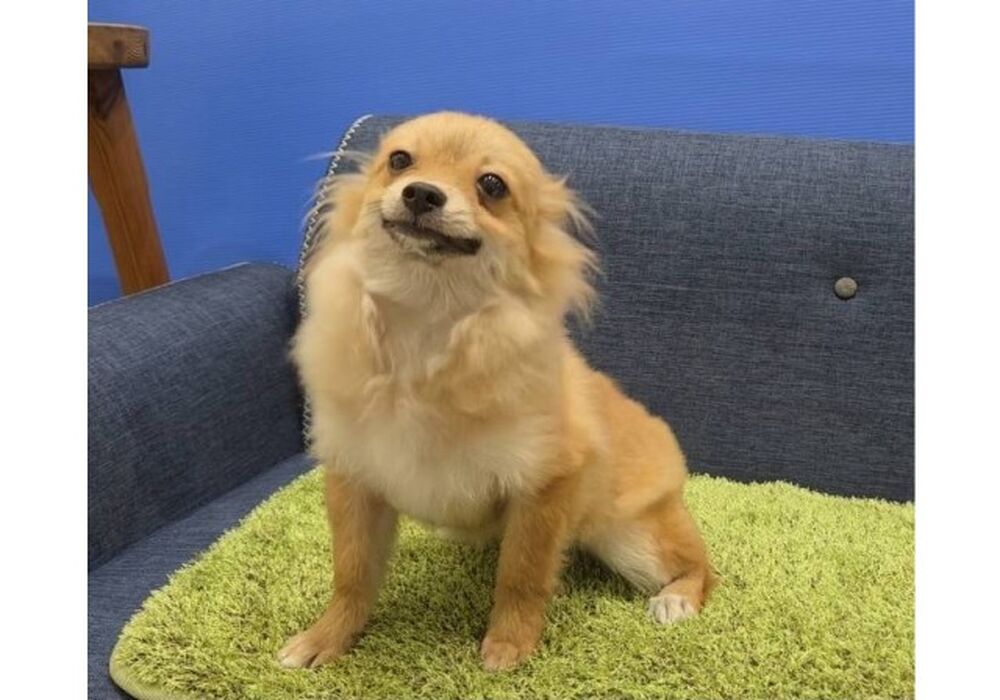 チワポメ
