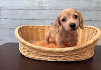 カニヘン