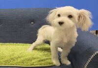 八チワマル