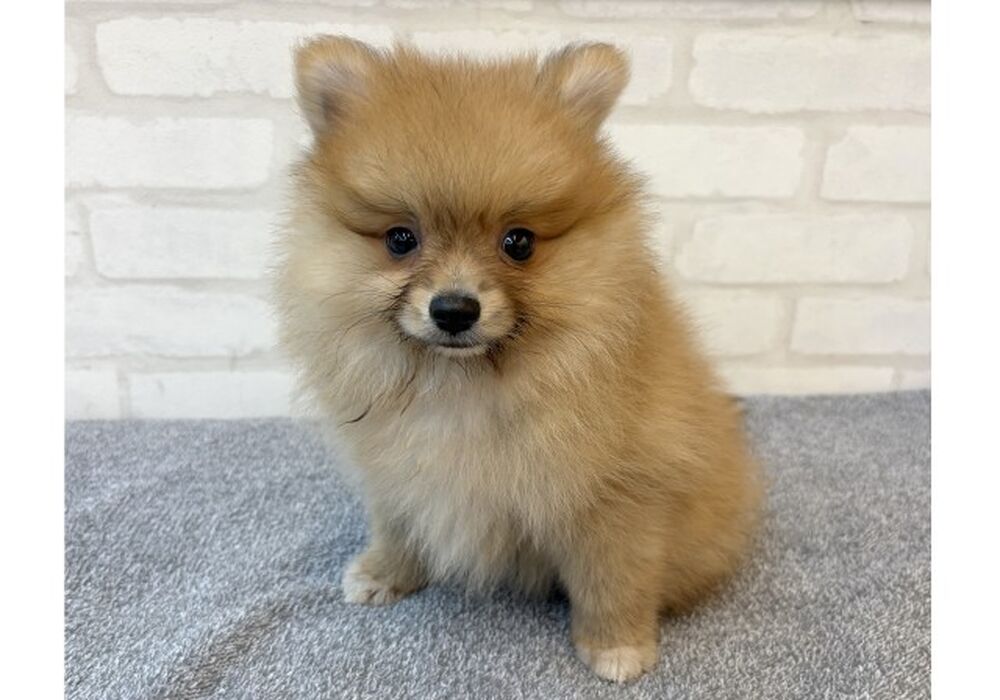 ぽめ