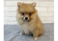 ぽめ