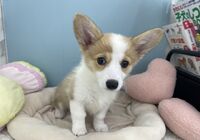 コーギー