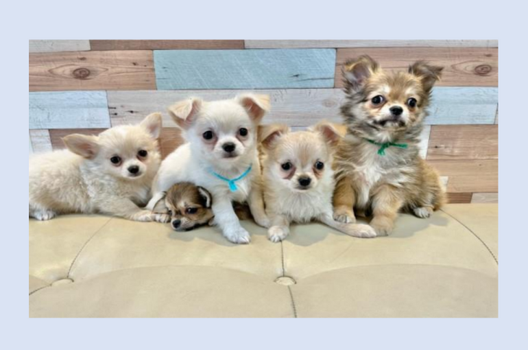 犬猫研修会TOP画