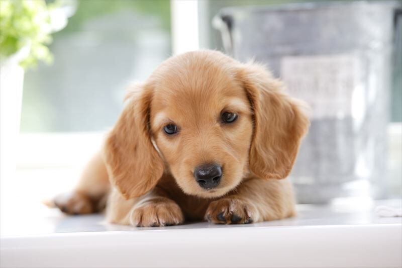 犬
