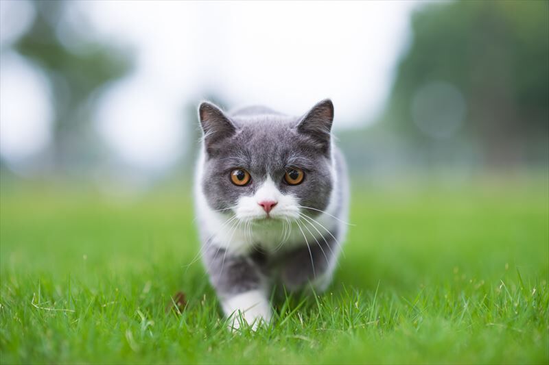 猫