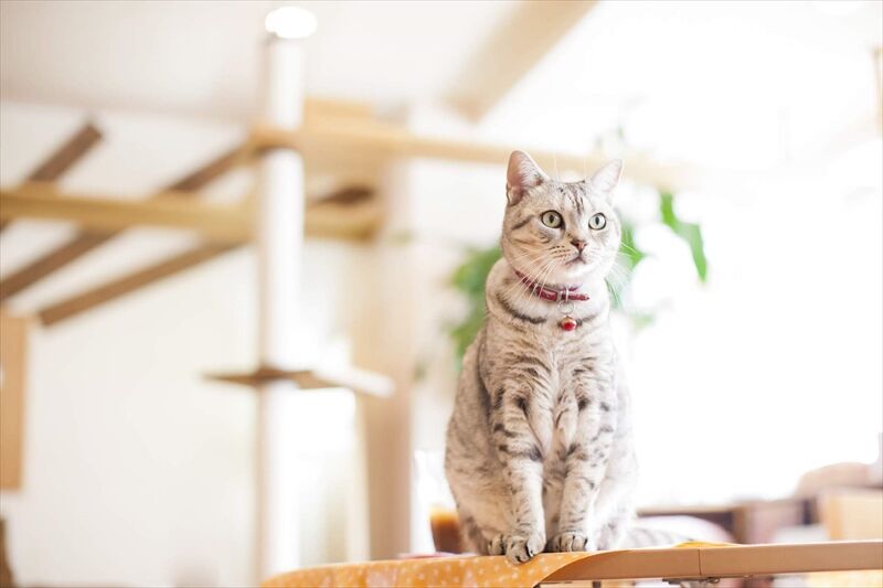 猫