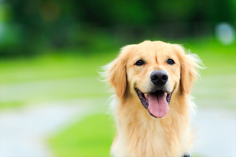 犬