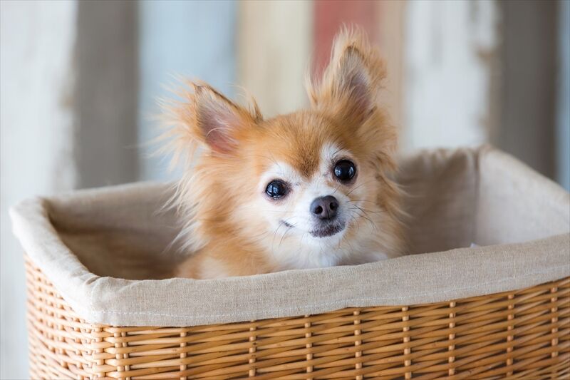 犬